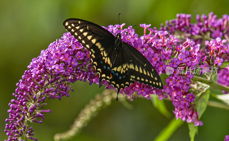 黑燕尾蝶(Papilio polyxenes)，也被称为美洲燕尾蝶或防风草燕尾蝶，是一种遍布北美大部分地区的蝴蝶。